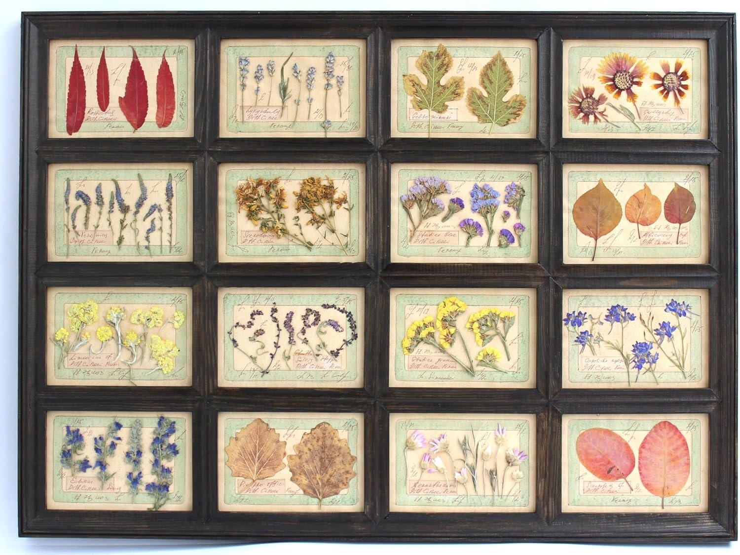 Framed Pressed Flower Art, Large Black Wood Frame, Farmhouse Dried Herbs