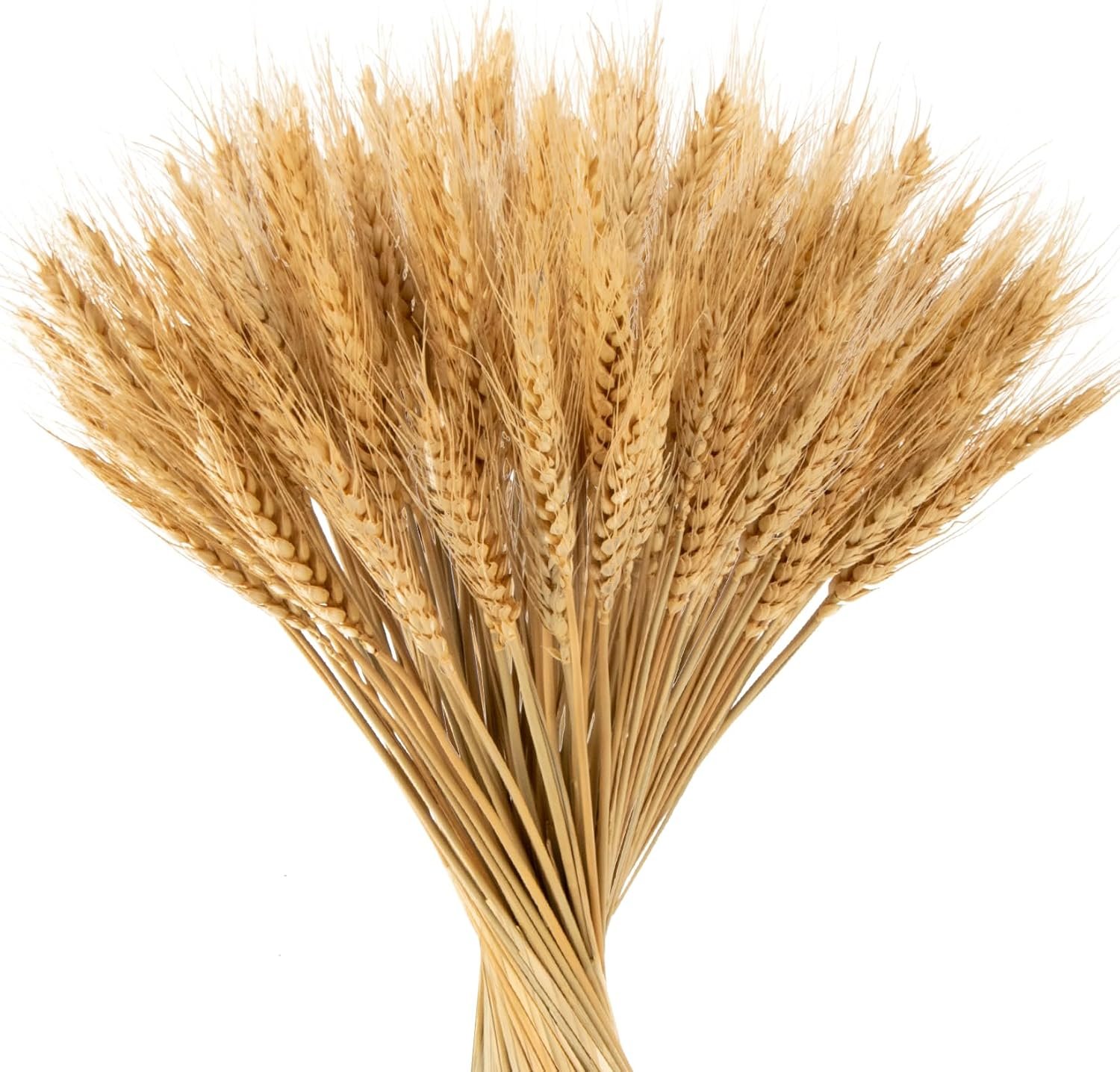 MAQIHAN Dried Wheat Stalks, 100 Stems, Natural Straw Decor for Vases