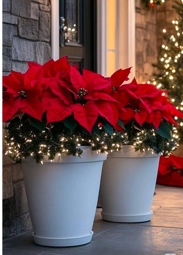 Planters filled with red poinsettias beside a stone entryway with lanterns